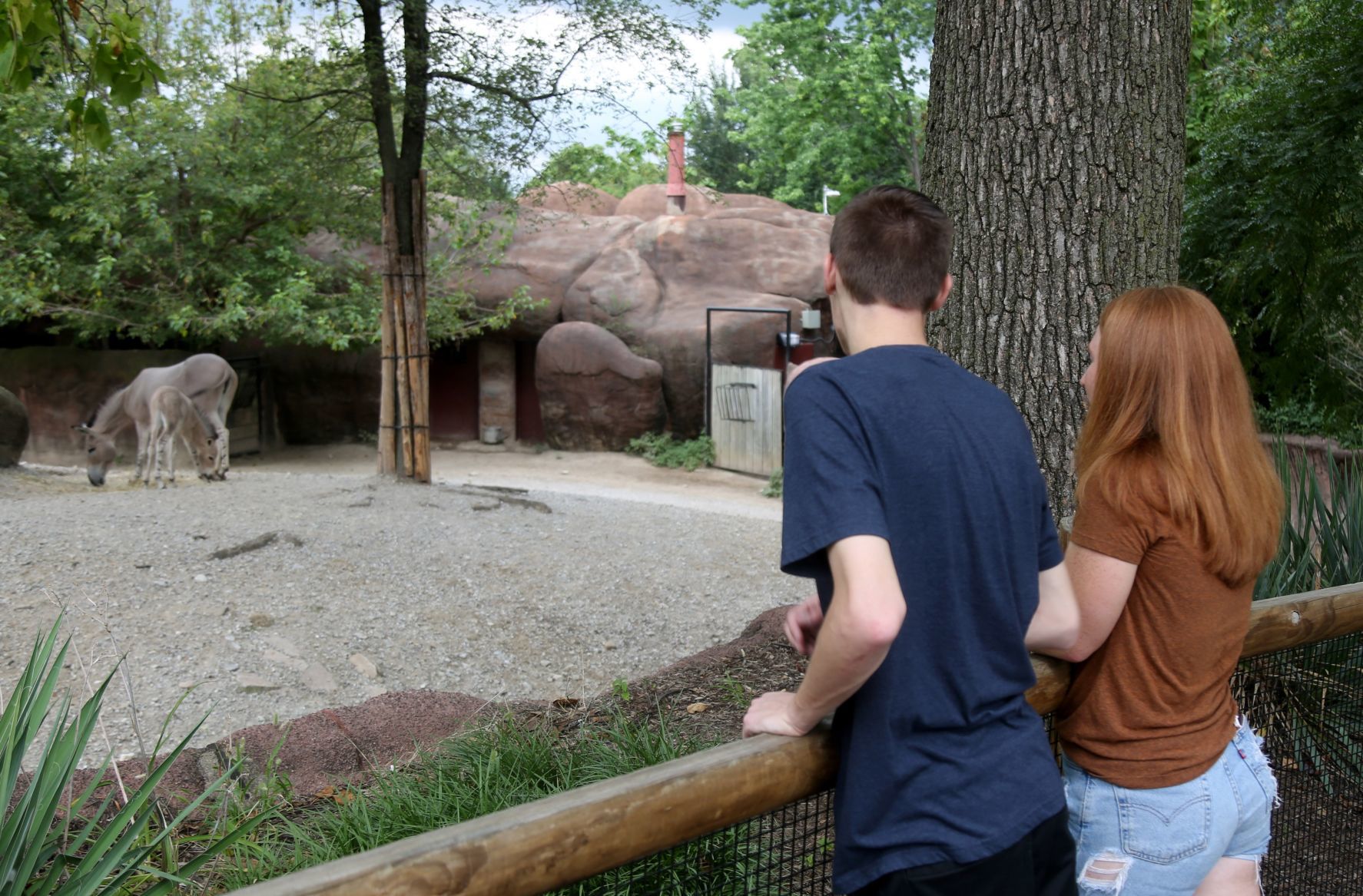 Tobias is the newest Zoo resident